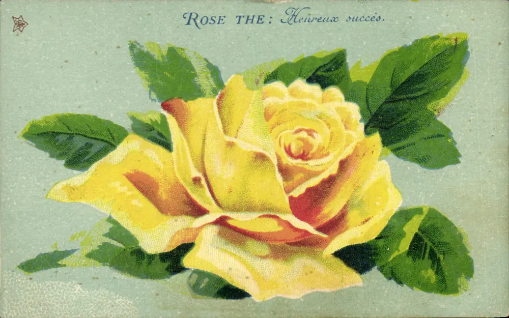 Gelbe Rose — Erfolgswunsch — Verlag unbekannt, Seriennummer 539 - Vorderseite