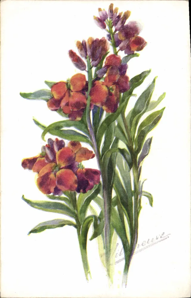 Giroflé — Cheiranthus cheiri var. — editor COLOR PARIS, n° 531 - Frente