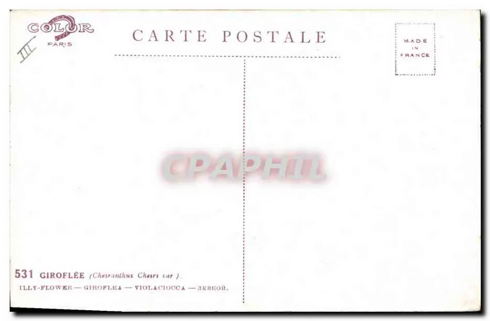 Giroflé — Cheiranthus cheiri var. — editor COLOR PARIS, n° 531 - Verso