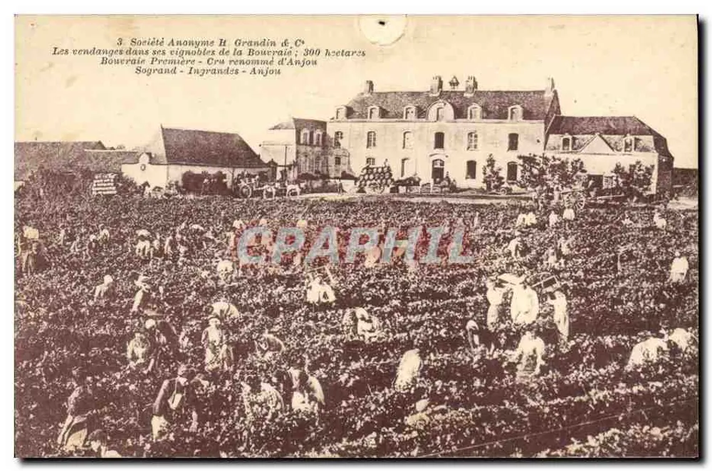 Die Weinlese in den Weinbergen der Bouvraie - Gesellschaft mit beschränkter Haftung H. Grandin & C° - Anjou - Vorderseite