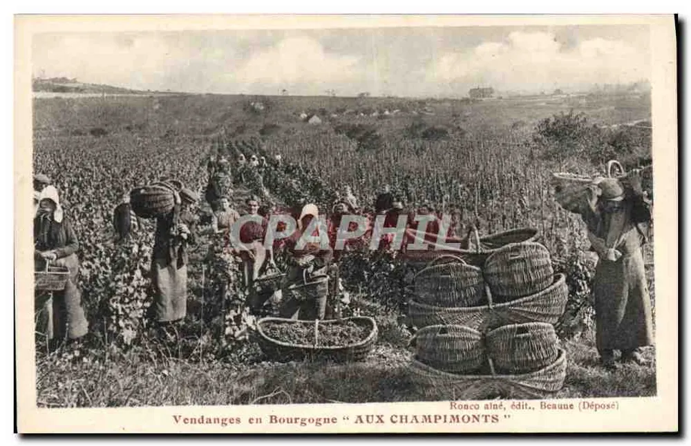 Vendanges en Borgoña — AUX CHAMPIMONTS — Ronco alné, edit., Beaune (Depositado) - Anverso
