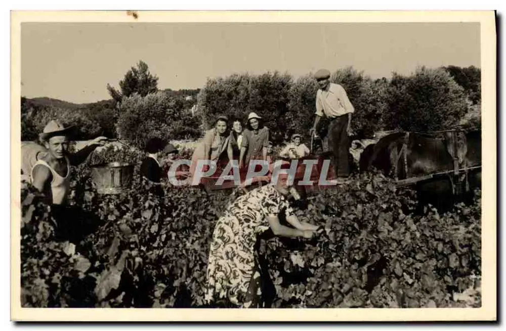 Colheita de uvas — grupo de pessoas em uma vinha - Frente