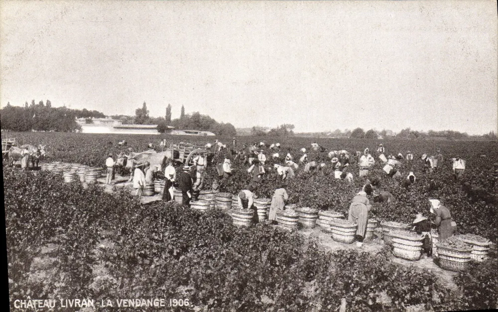 Schloss Livran — Die Weinlese 1906 — Verleger nicht sichtbar - Vorderseite