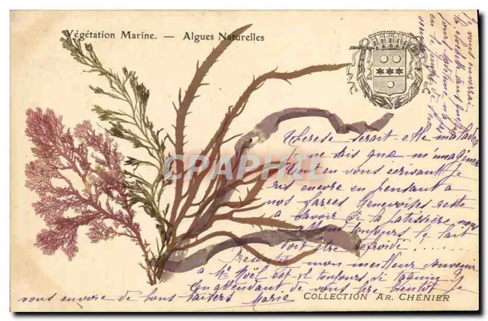 Vegetación marina — Algas naturales — Colección Ar. Chénier - Anverso