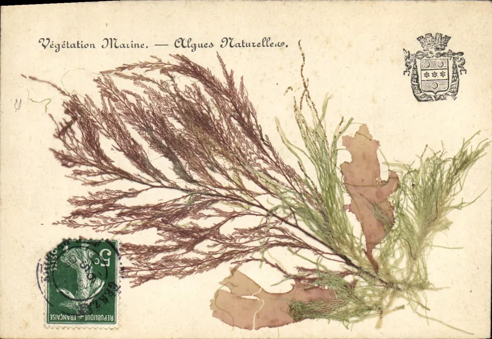 Végétation Marine — Algues Naturelles — Éditeur inconnu, n° de série non visible - Recto