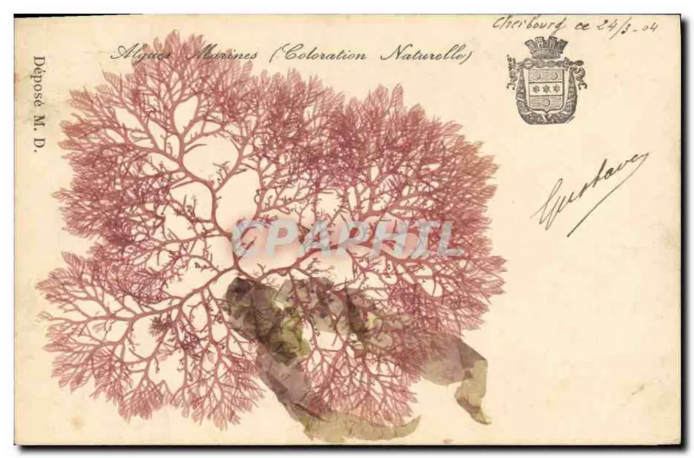 Algas marinas (Coloración natural) — Depósito M.D. — Cherbourg - Anverso