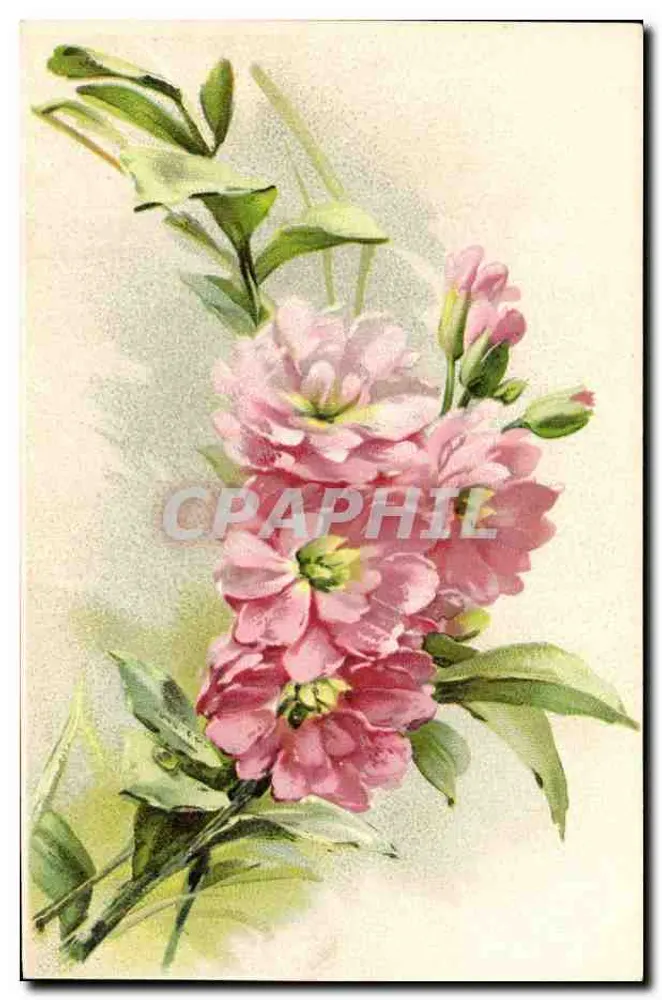 Flores rosas — ilustração botânica — editor desconhecido, número de série não visível - Frente