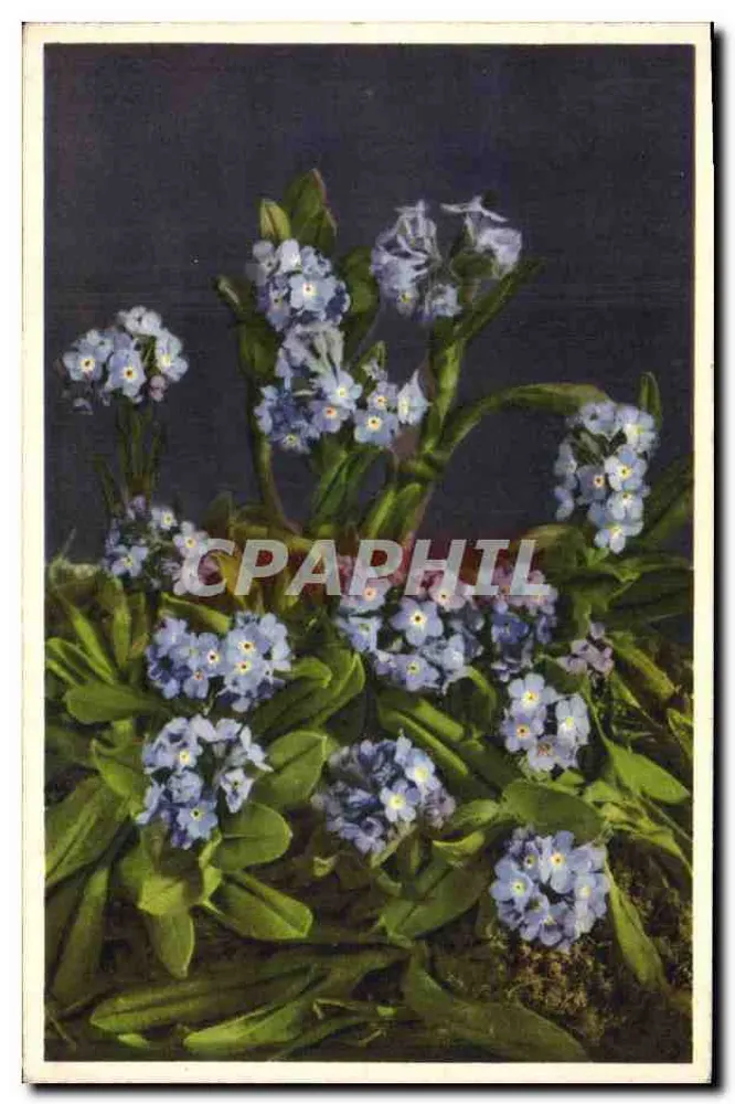 Myosotis alpestris — Alpen-Verzeih-mich-nicht — In der Schweiz gedruckt - Vorderseite