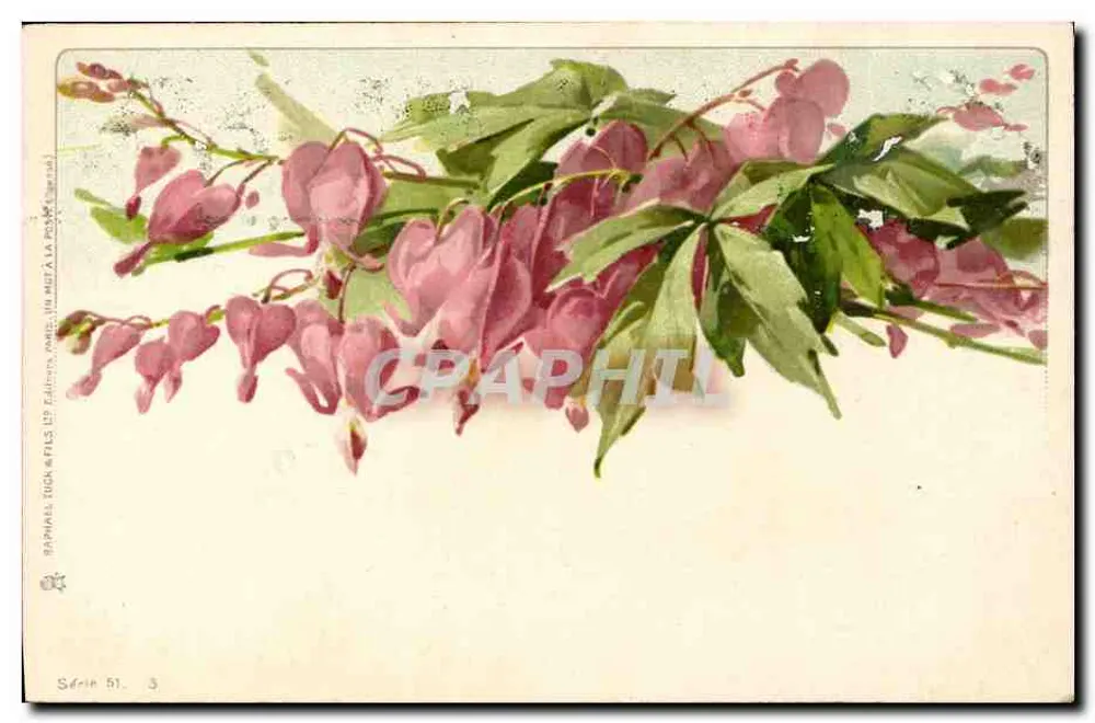 Arranjo de flores rosas — Série 51, n°3 — Raphael Lion & Fils, Editores, Paris - Frente