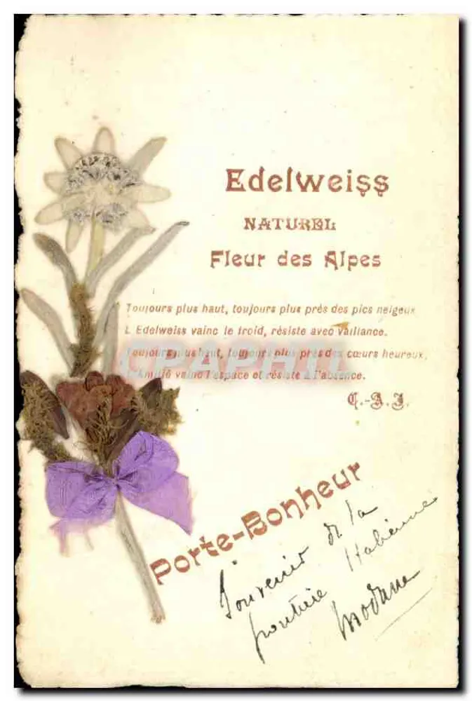 Edelweiss naturel — Fleur des Alpes — Porte-Bonheur Italien - Recto