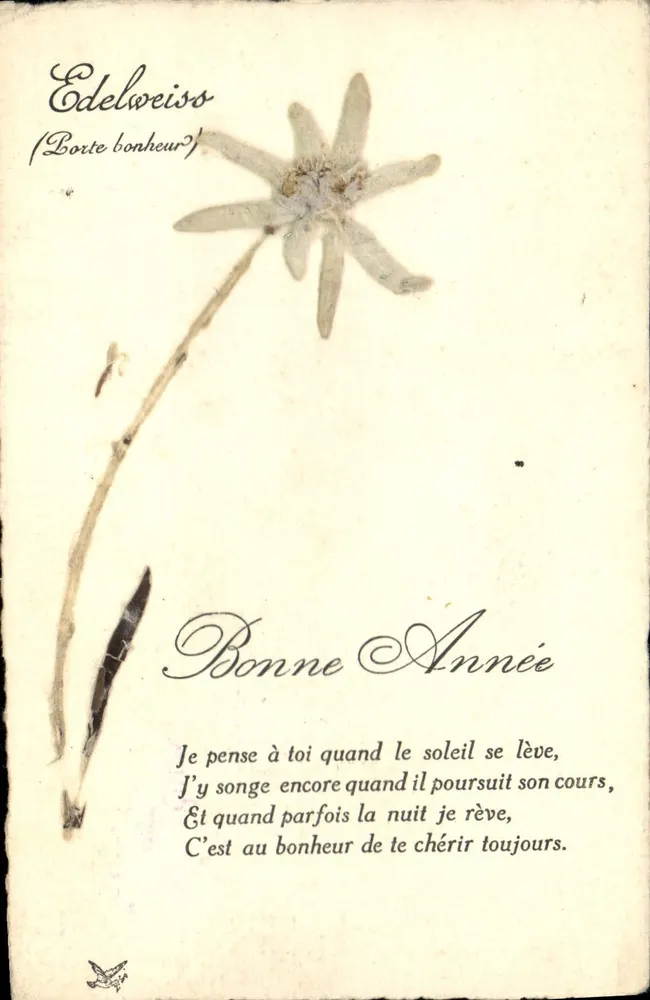 Edelweiss — Boa Ano — Carta postal com flor seca - Frente