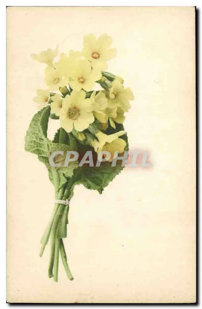 Arranjo de margaridas amarelas — editor Greven & Co., Bâtonnais, n° 590 - Frente