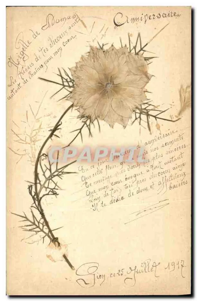 Flor de nigéria — Aniversário — Gien, 25 de julho de 1917 - Frente