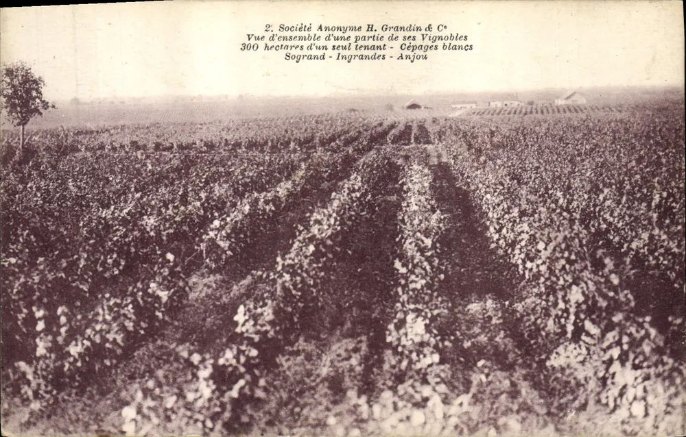 Weingüter der Gesellschaft H. Grandin & Co — Sogrand - Ingrandes - Anjou - Vorderseite