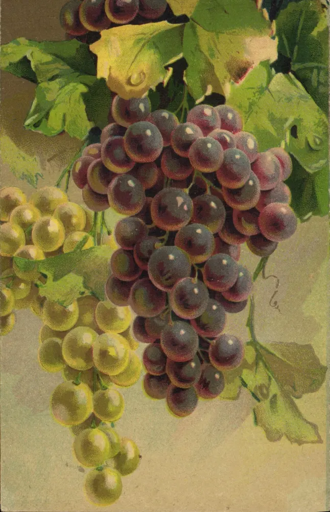Trauben — farbige Illustration — Sammlung Cartes Postales JC N° 126 B - Vorderseite