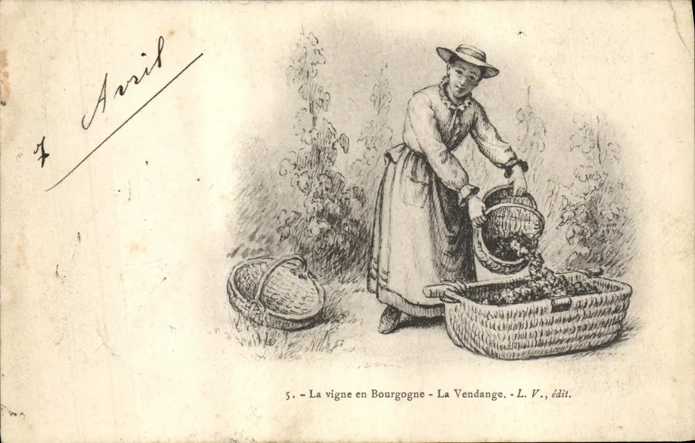 Die Weinberge in der Burgund — Die Ernte — L. V., Verlag - Vorderseite