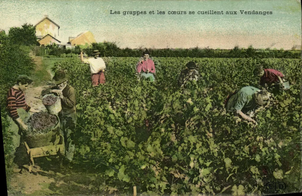 Vendanges — Les grappes et les cœurs se cueillent aux Vendanges — Éditions E.D. - Vorderseite