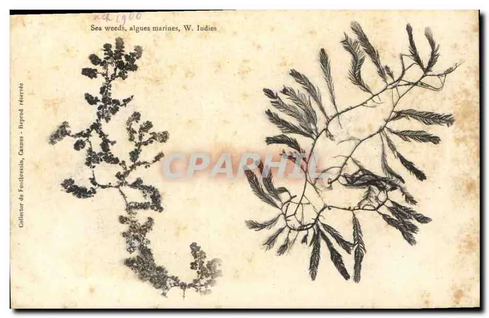 Algas marinhos, W. Indies — Coleção de Poulbresin, Cannes — Reprod. reservada - Frente