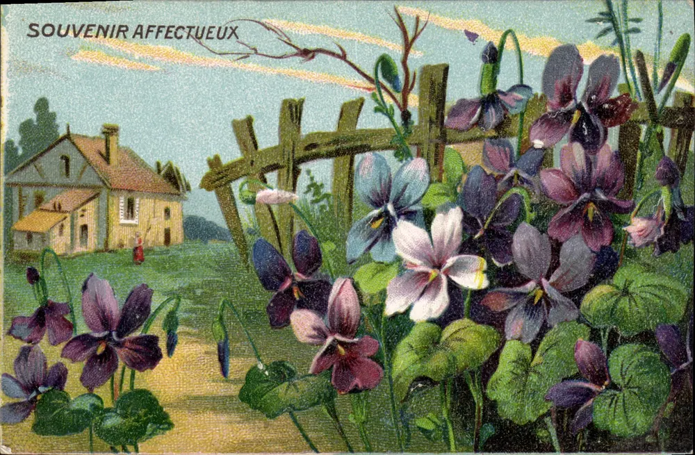 Violetas diante de uma casa — Lembrança afetuosa — editor não visível - Frente