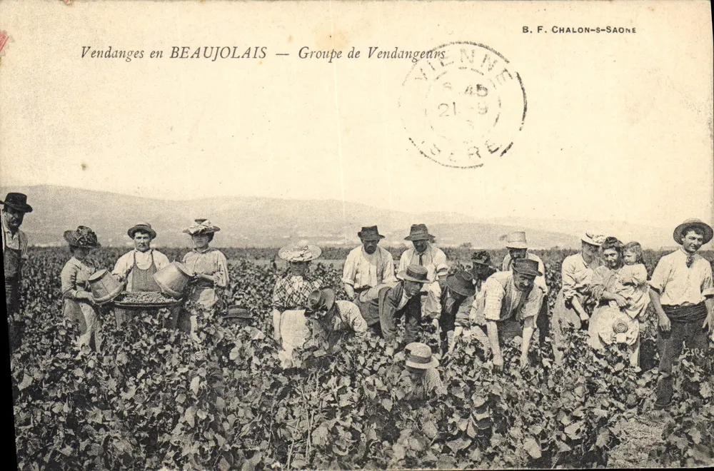 Traubenlese in Beaujolais — Gruppe von Traubenlesern — B. F. Chalon-saône - Vorderseite