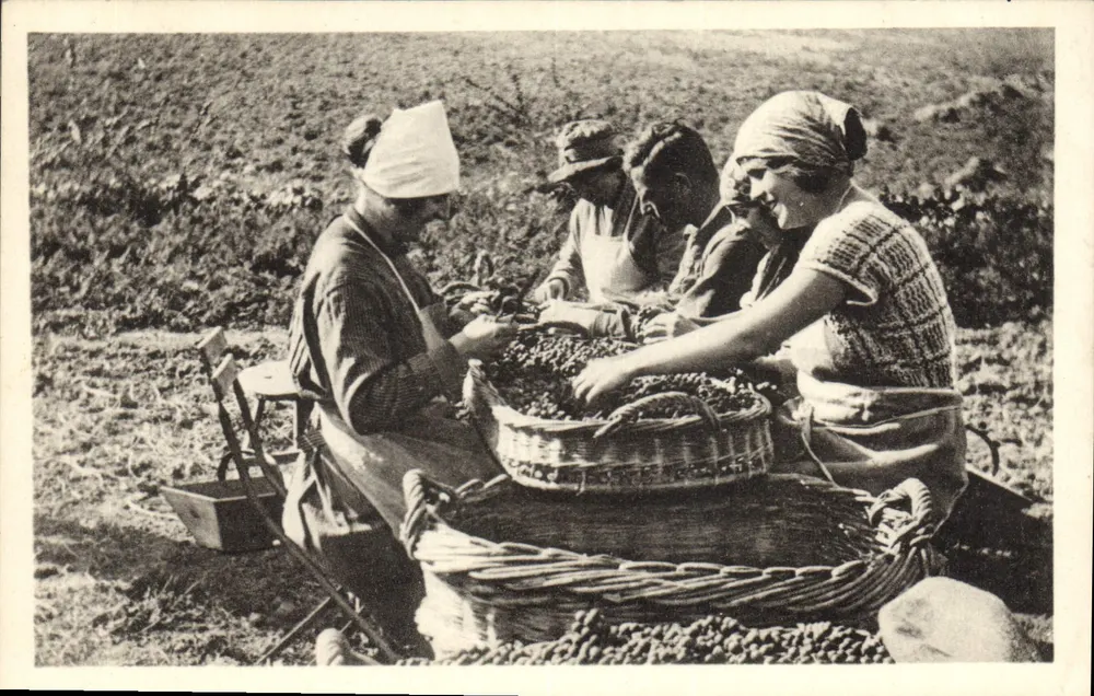 Colheita de uvas — Pirineus — S. Boamich, editor - Frente