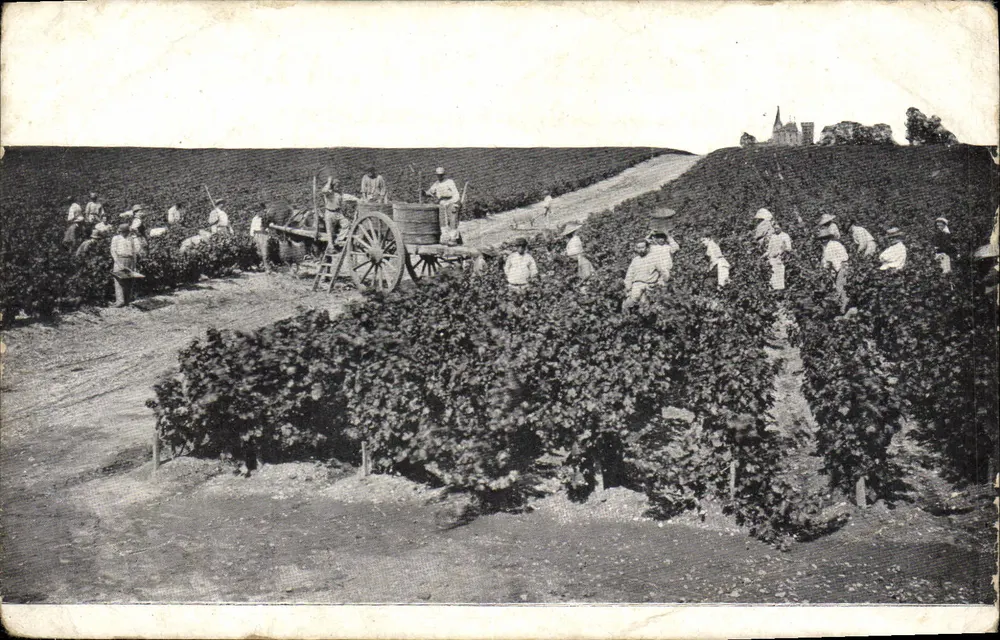 Récolte du vin — vignobles en pente avec char à roues — éditeur non visible - Frente