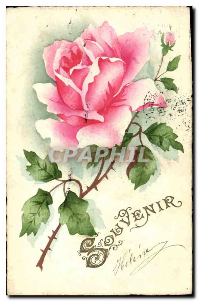 Rose — Souvenir — Hélène - Vorderseite