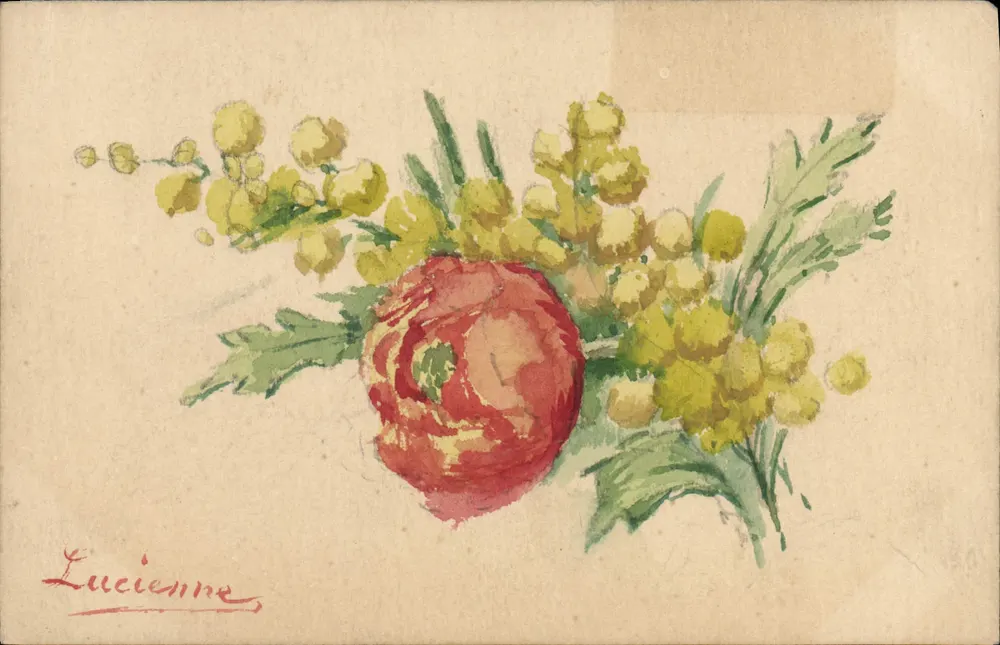 Blumen — Rote Pfingstrosen und Mimose — Lucienne - Vorderseite