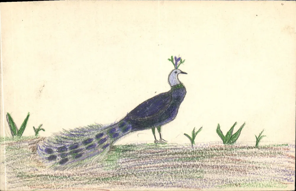 Pfau — Bleistiftzeichnung — Ansichtskarte - Vorderseite