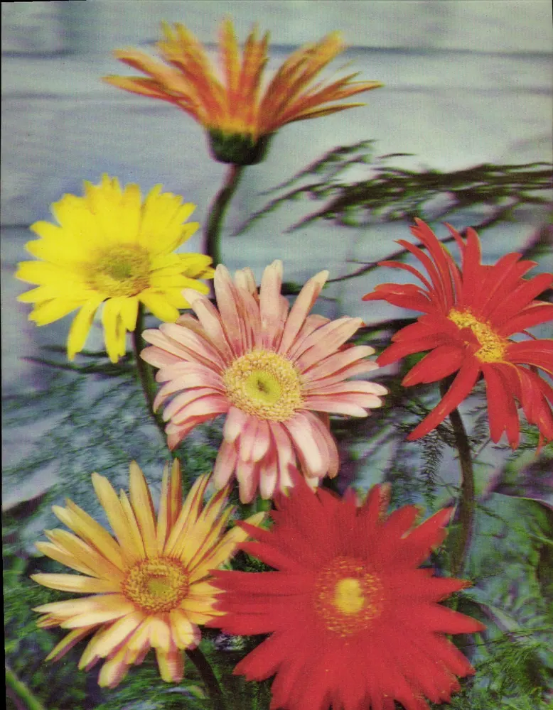 Kleurige gerbera's — uitgever Toppan Printing Co. Ltd, n° CS-215 - Voorkant