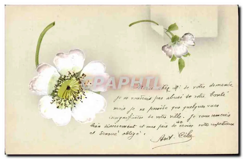 Weiße Blume — Ansichtskarte mit handschriftlichem Text — Verlag unbekannt, Seriennummer nicht sichtbar - Vorderseite