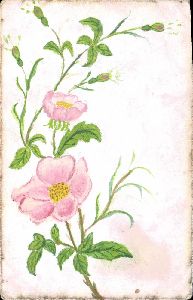 Rosa Blüten — Illustration — Postkarte - Vorderseite