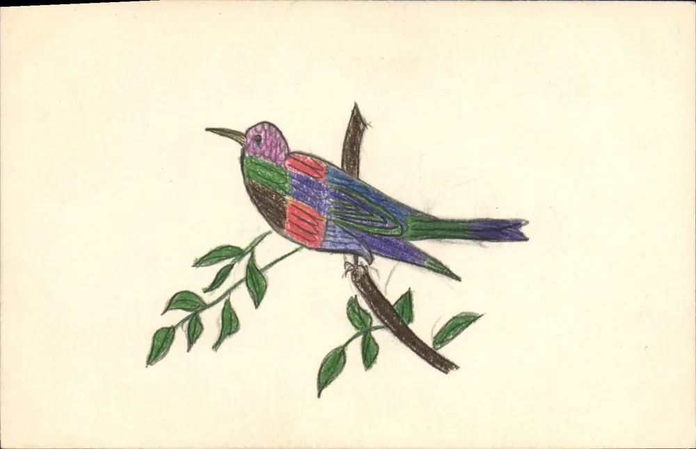 Farbenfroher Vogel — Farbzeichnung — Ansichtskarte - Vorderseite