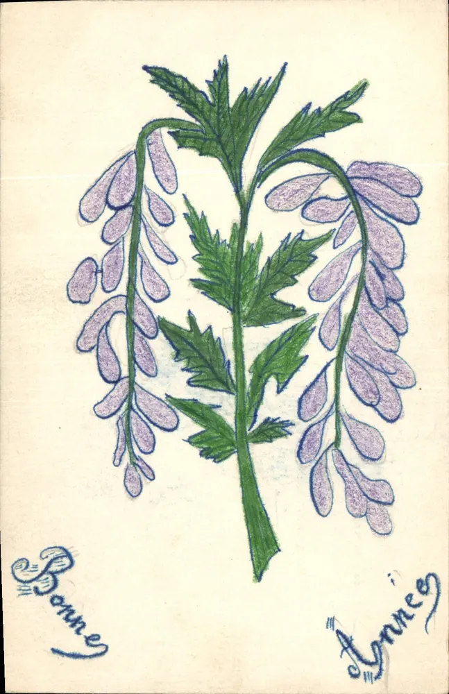 Frühlingsblume — Farbbild — ohne Verlag und Seriennummer - Vorderseite