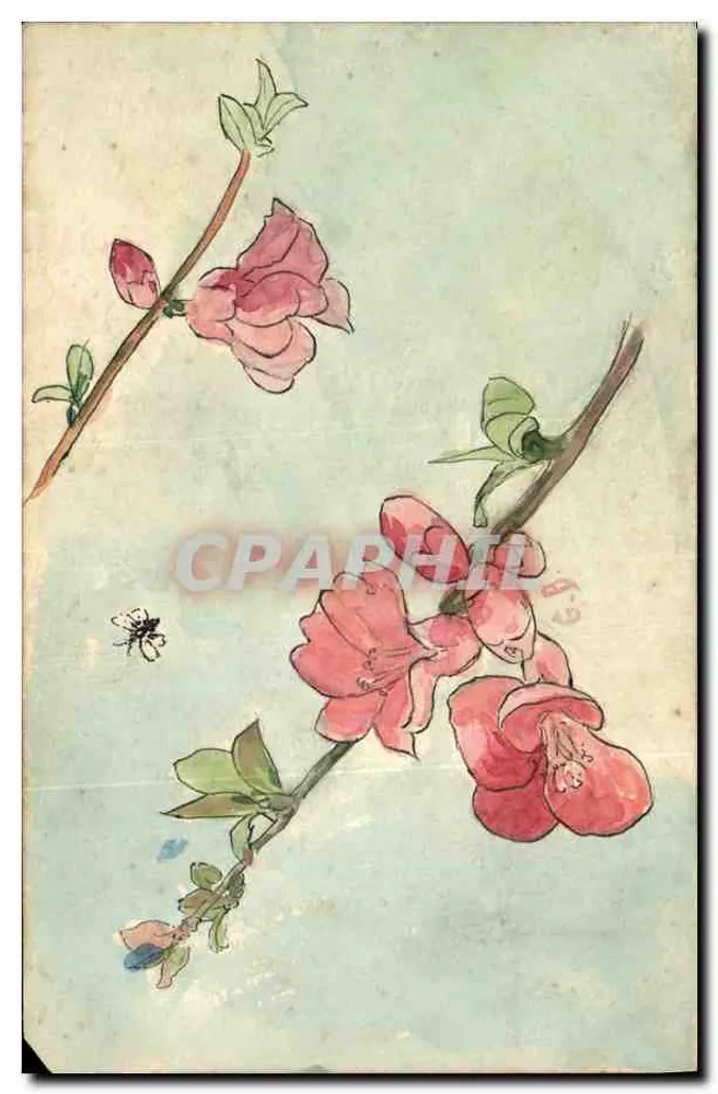 Pfirsichblüten — Aquarellzeichnung — Panthere Noguère, Alios - Vorderseite