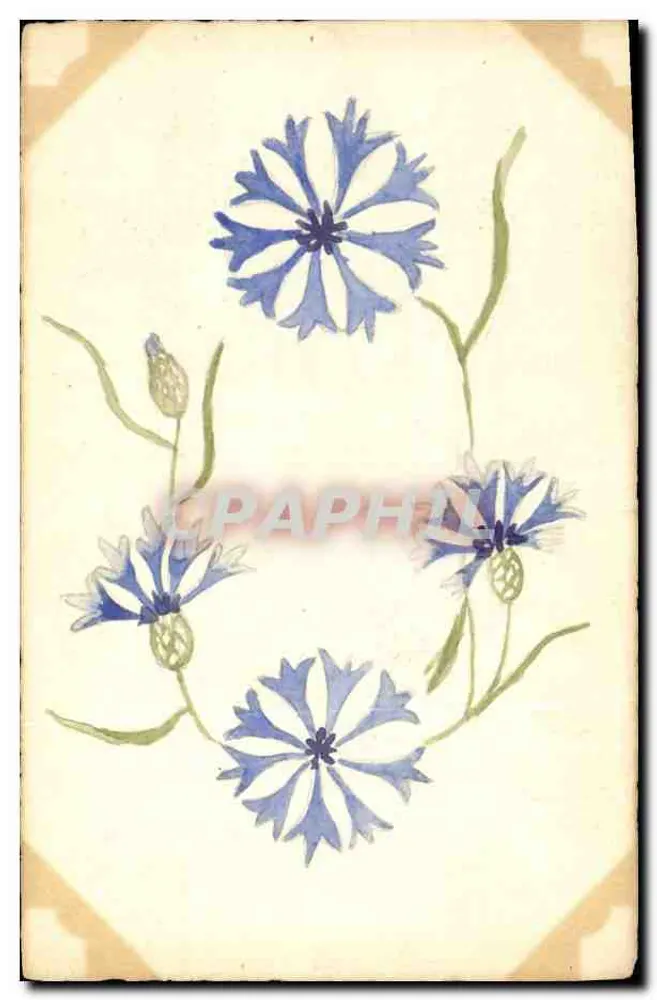 Centaurienblüten — Aquarell-Illustration — Verlag nicht sichtbar - Vorderseite