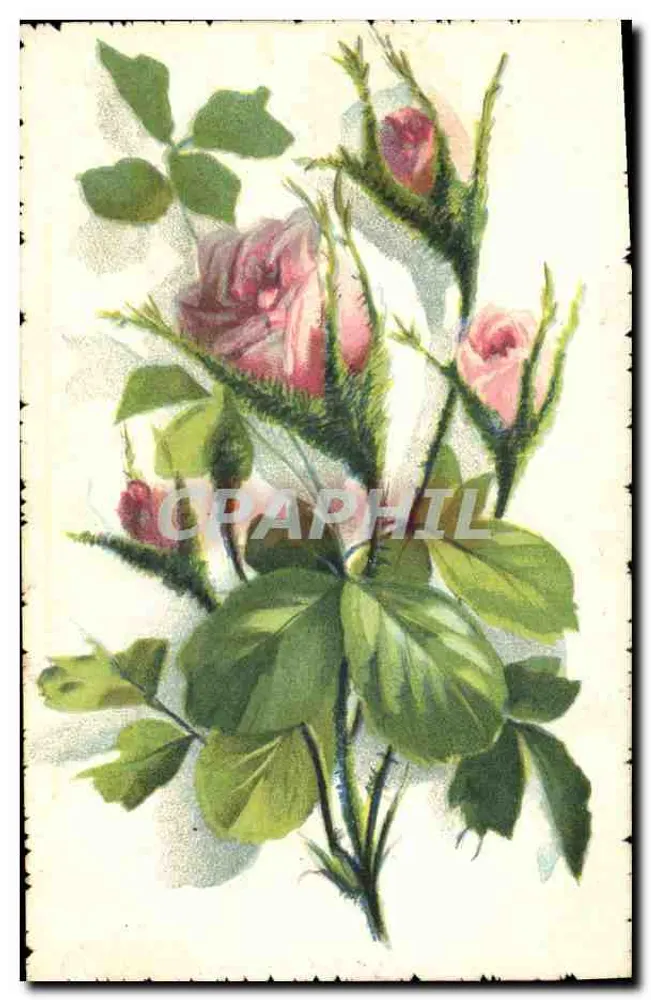 Rosen — Blumenstrauß mit Knospen — T.A.M. künstlerische Aquarellserie Nr. 1412 - Vorderseite