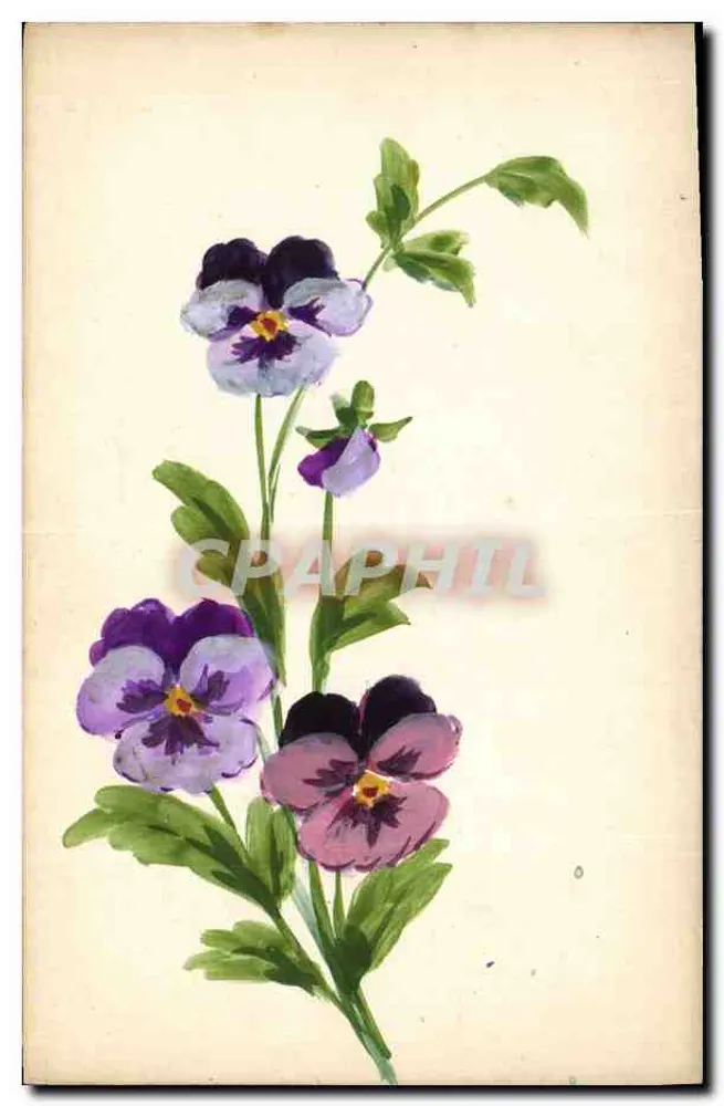 Pfingstrosen — botanische Illustration — Verlag nicht sichtbar - Vorderseite