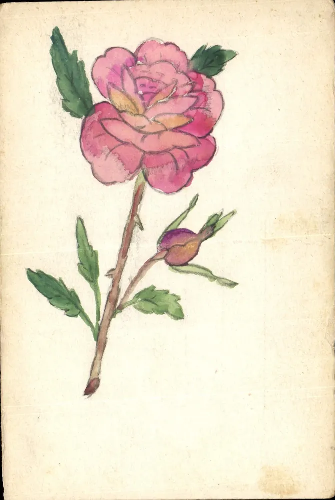 Rosa — Aquarellzeichnung — Ansichtskarte Nr. II - Vorderseite