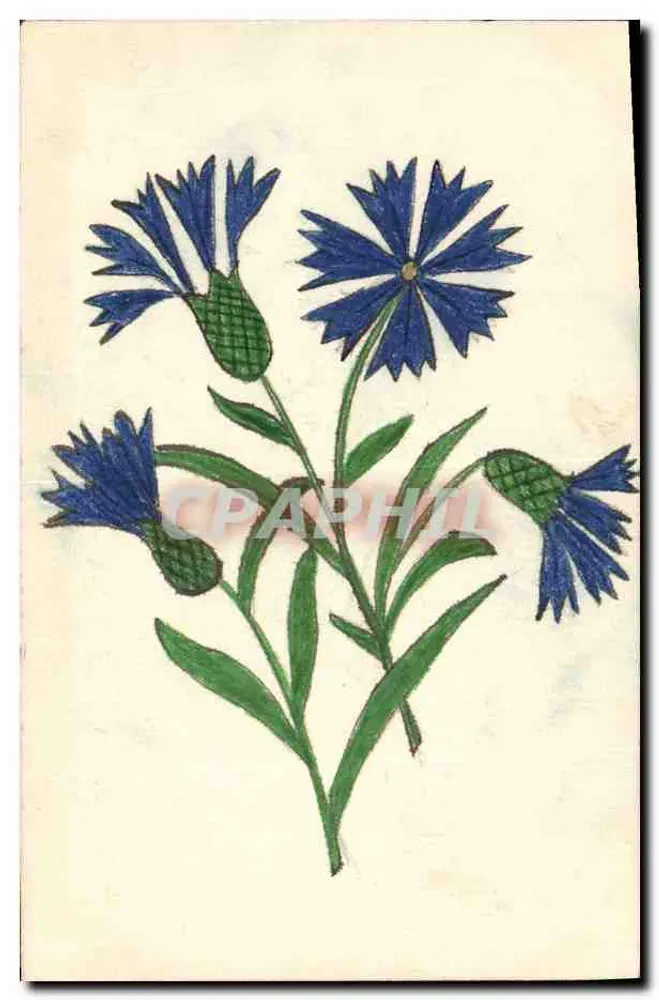 Blüten — Botanische Illustration — Verlag nicht sichtbar - Vorderseite