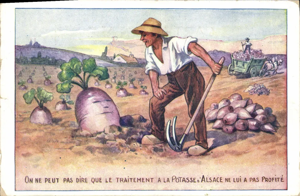 Agricultor e radis — caricatura humorística — D'ALSACE MULHOUSE - Frente