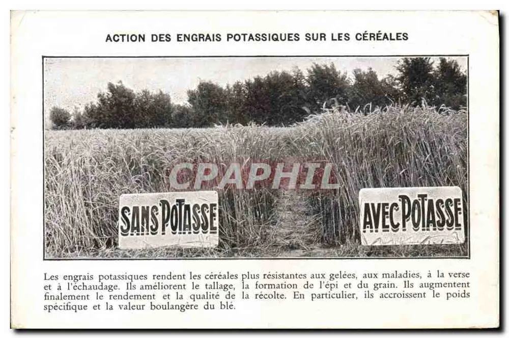 Wirkung von Kaliumdüngern auf Getreide — landwirtschaftliche Vergleichsfläche — Landwirtschaftlicher Verband Pierrelatte - Vorderseite