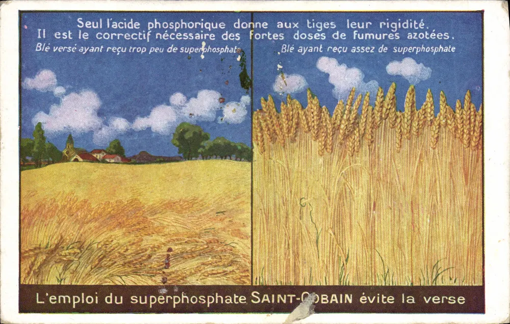 Blé en champ — comparaison agricole — éditeur SAINT-OBAIN - Frente