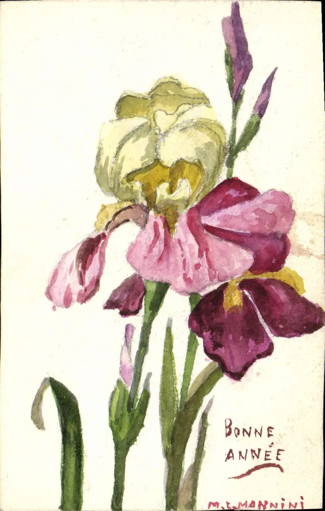 Iris — Aquarellzeichnung — M.L. Mannini - Vorderseite