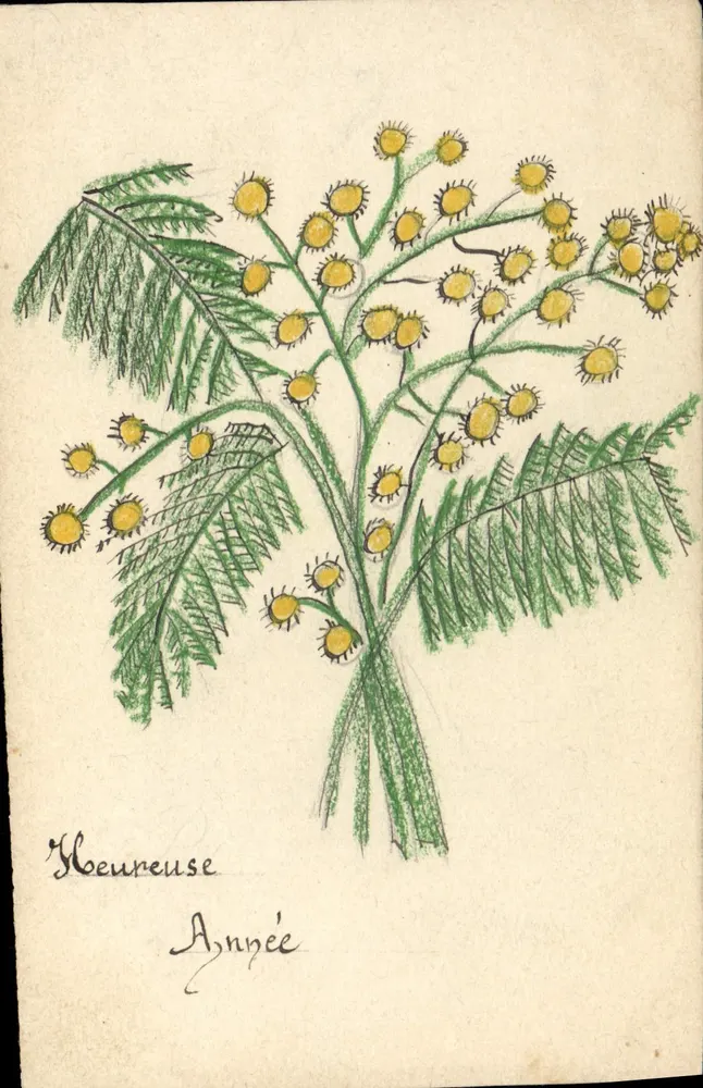 Mimosenblüte — Tusche- und Bleistiftzeichnung - Vorderseite