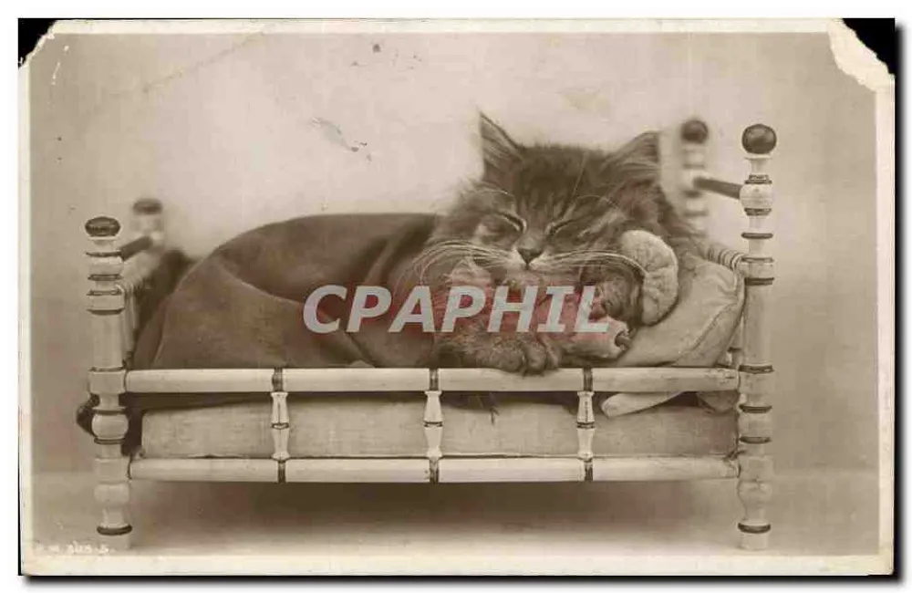 Chat endormi — sur lit miniature — carte postale imprimée en Angleterre - Recto