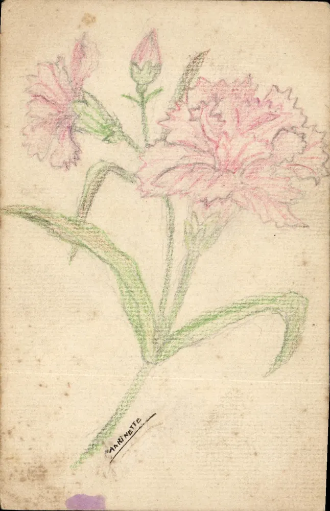 Kardenblüten — Federzeichnung in Farbe — unterzeichnet 'Marinet' — um 1910 - Vorderseite