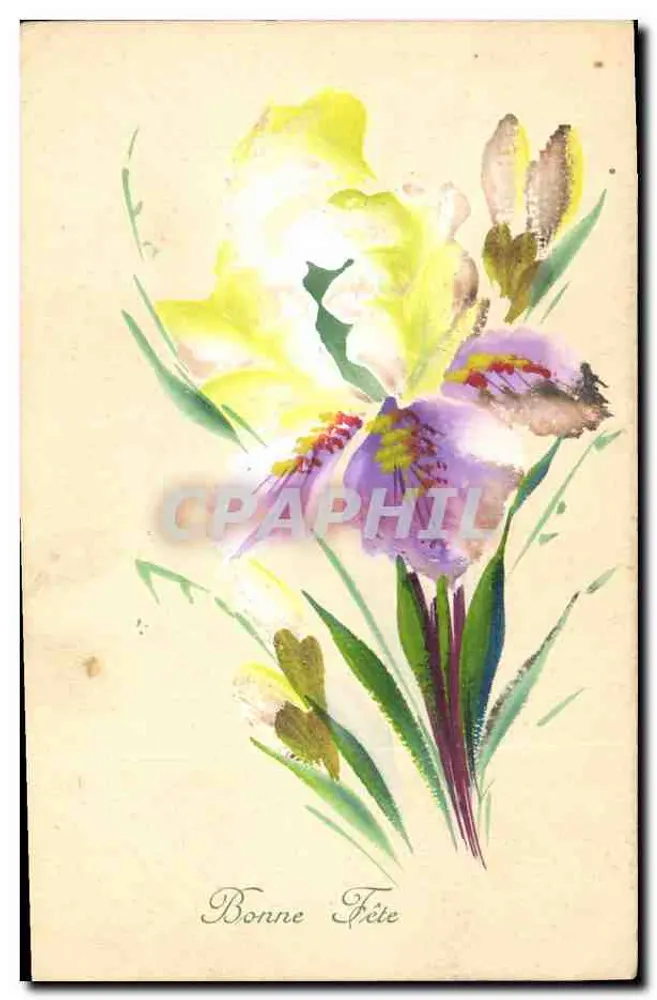 Irisblüten — Frohe Geburtstagskarte — E. W. SAFORT, Ltd. Brind. - Vorderseite