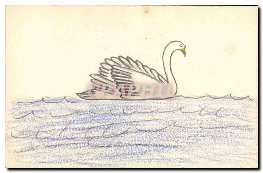 Schwan im Flug über Wasser — Bleistiftzeichnung — anonyme Ansichtskarte - Vorderseite