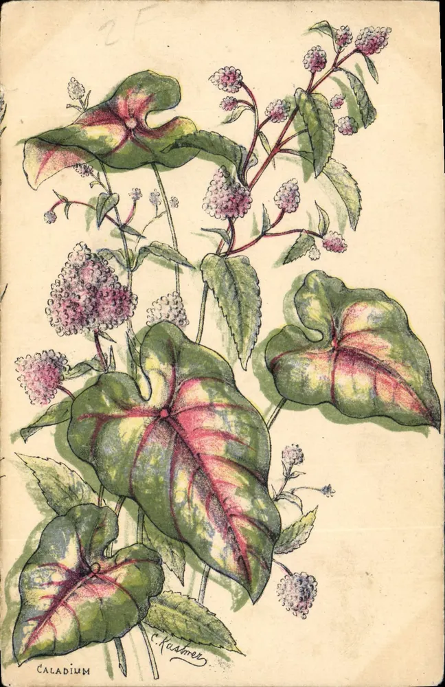 Caladium — illustration botanique — éditeur non visible, n° de série non lisible - Vorderseite